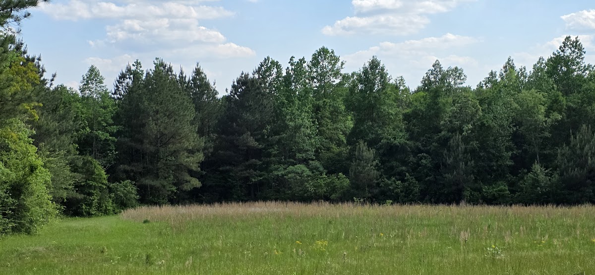 Camping field at The Pearl